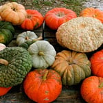 How to pick the perfect heirloom pumpkin